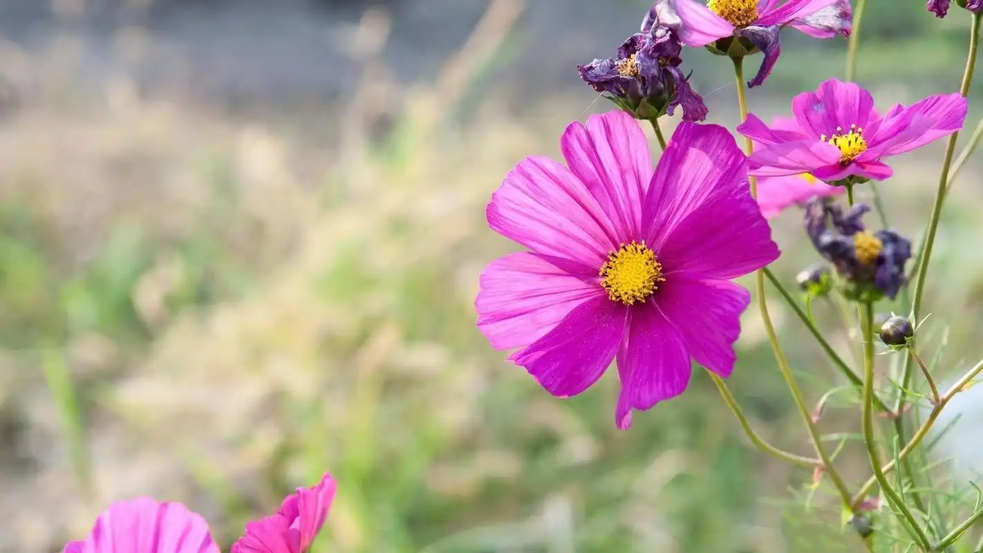 春天唯美花朵风景高清桌面壁纸