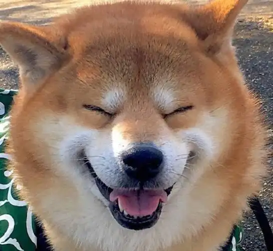 笑一笑没什么大不了可爱萌宠狗狗笑容治愈系