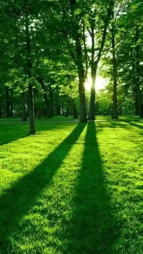 (附24首养生音乐)_眼睛_满眼_绿色