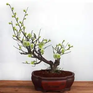 00叶西家居专营店天猫绿梅花盆景树桩盆栽树苗耐寒绿萼梅苗阳台庭院