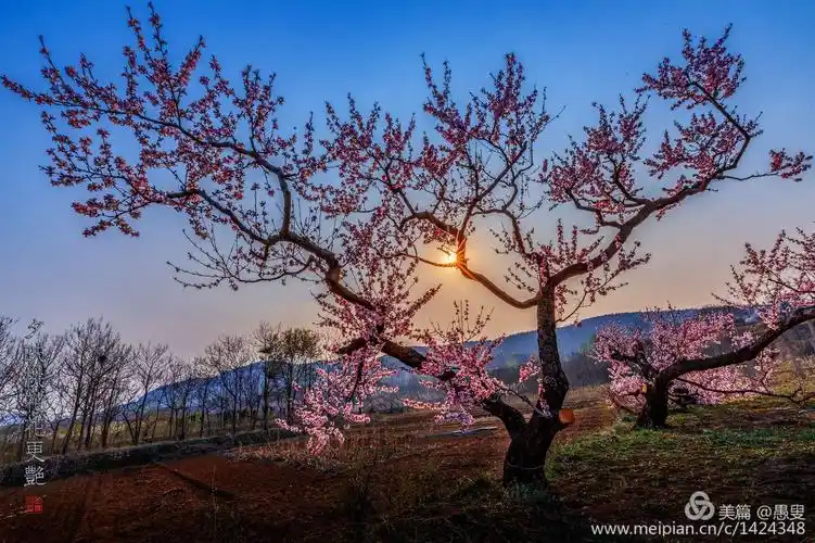 春意融融好风景 夕阳桃花相映红