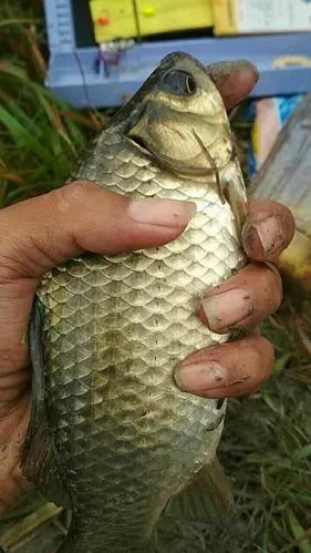 自留地鱼获 龙王恨饵料钓黑鱼