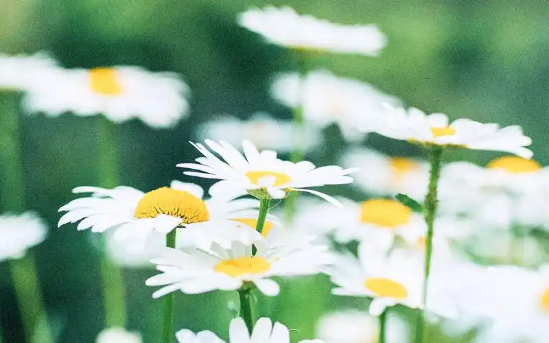 夏日物语高清小清新壁纸图片