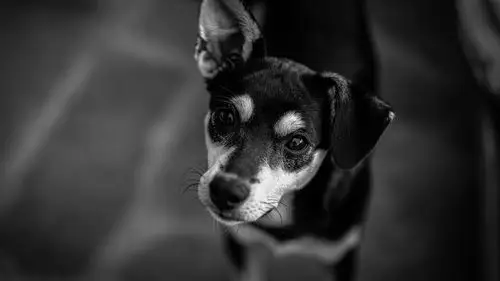 首页 动物与鸟 狗 狗看著你,黑白照片 壁纸 下载 2560x1440 qhd 狗看
