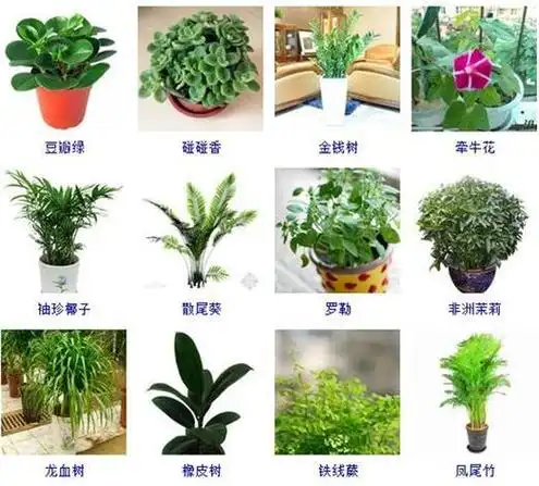 花卉绿植攻略图片大全欣赏花卉绿植图片及名称