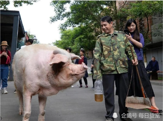 猪坚强进入弥留状态不再是简单的一只猪而是历史的印记