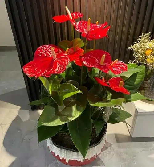 4种"财运花",越养越顺心,摆在家里,好运自然来