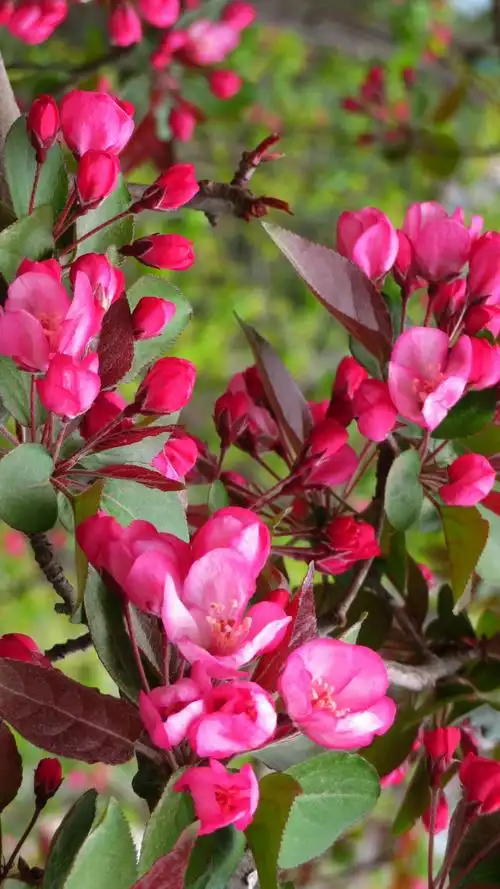 海棠花绚丽绽放 20180405王克勤摄于北京元大都城垣遗址公园