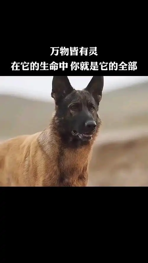 万物皆有灵,你救我一命,我护你一生-度小视