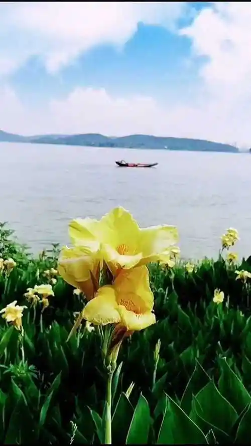今天和朋友去湖边散步,看见一朵特别漂亮的花,你们喜欢吗?