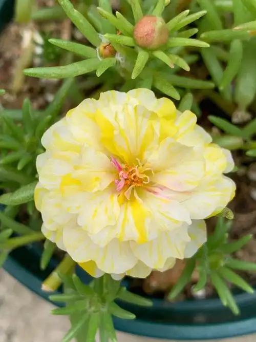 欢乐时光品种太阳花花色汇总介绍