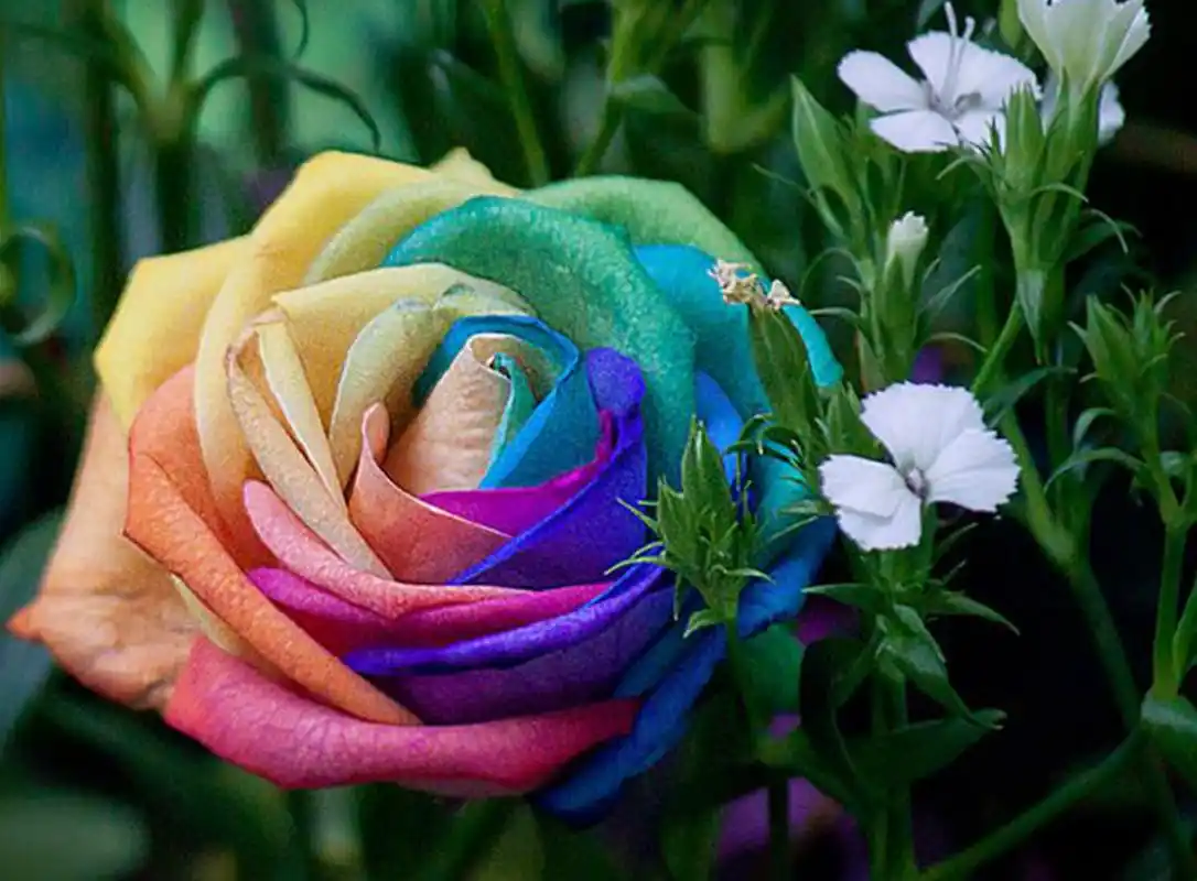 这8种花已成为世界上最稀有花种,第5种如果有幸见到,记得别去闻