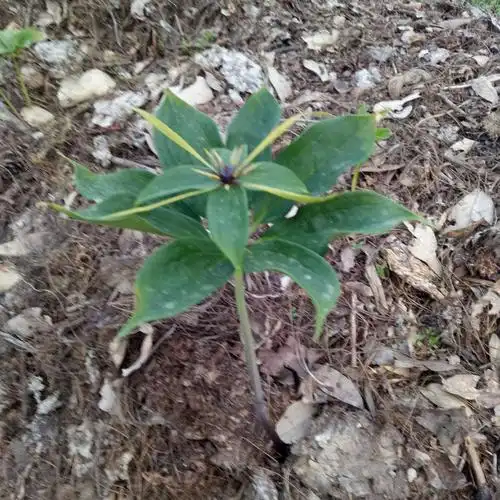 重楼为传统珍贵中药材