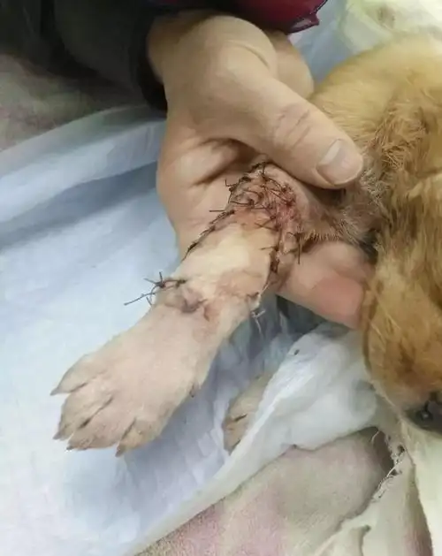 赤峰昨日疯传虐狗事件始末严重谴责这种暴力行为