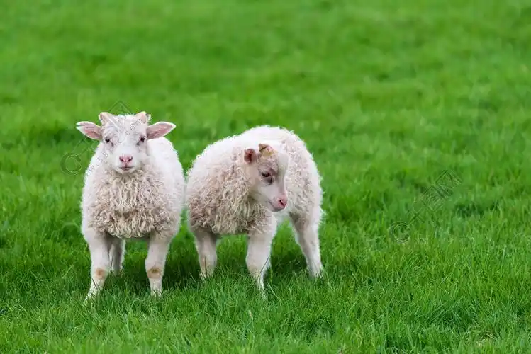 两个年轻羊在牧场里冰岛