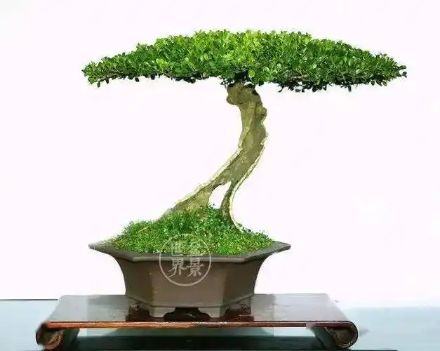 扬派盆景博物馆藏品《层云》(黄杨).