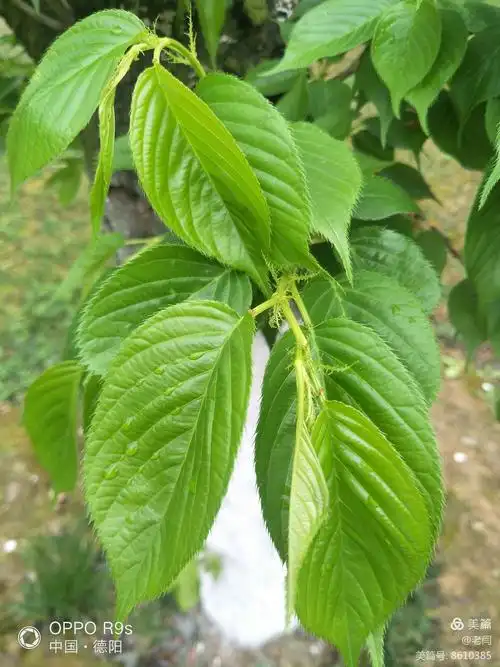 垂丝海棠与樱花的区别