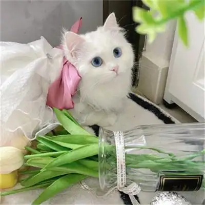 超可爱又治愈的高清猫咪头像图片 适合微信头像的呆萌猫咪图片_动物