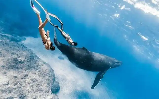 前tvb女星白云分享潜水视频,翻跟斗和献飞吻,展现超高技艺|海底|鲸鱼