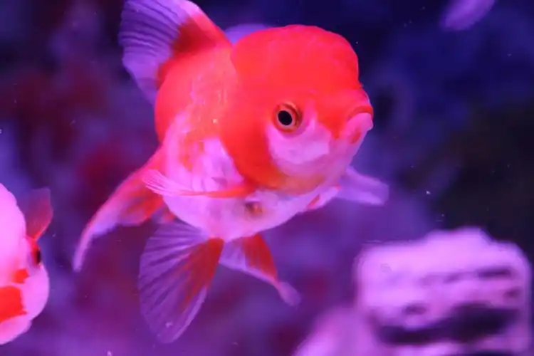 喜庆又可爱的金鱼,分享给大家,恭祝大家:年年有余,好运连连