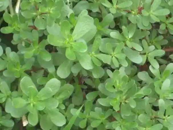 乡村微课堂26种阔叶杂草83张高清图赶紧收藏