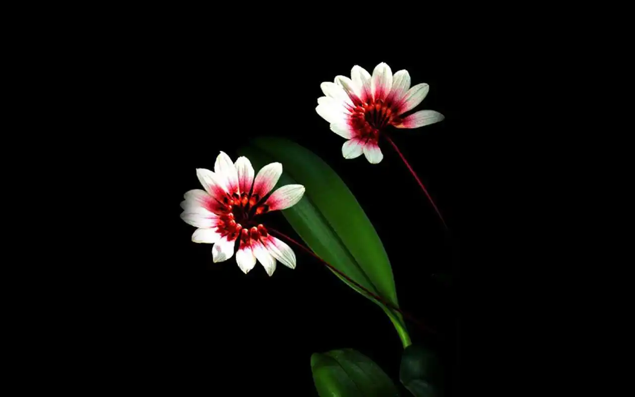 黑色背景下的超清兰花壁纸第二辑