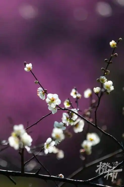 一大拨杭州人"比上班还忙"的日子又开始了|玉兰|梅花|灵峰探梅|杭州