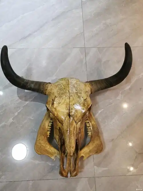 > 出个西藏旅游带回来牛头骨装饰品(降价出)出个西