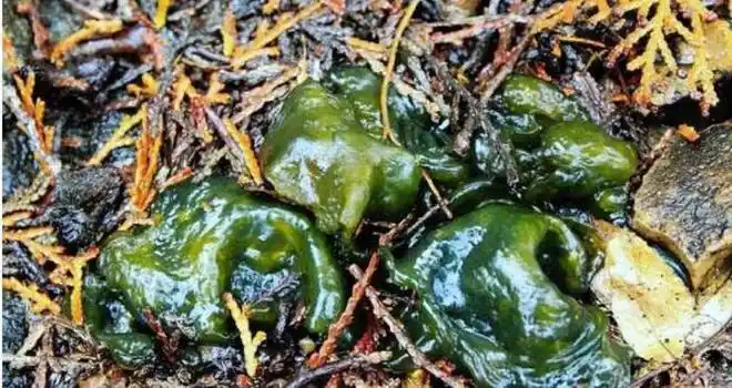 地衣菜可用来烧汤炒鸡蛋或焯烫后凉拌了吃都很美味