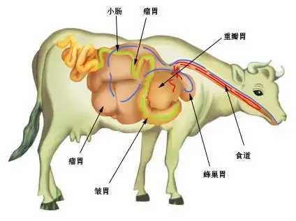 牛的消化系统