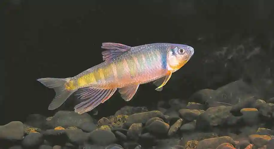 武夷山国家公园的稀有鱼类