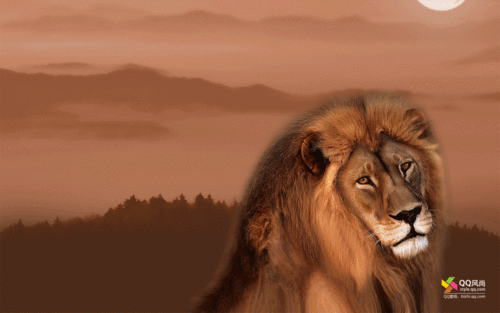 win7可爱动态小动物,高清图片,系统壁纸,win7-回车桌面