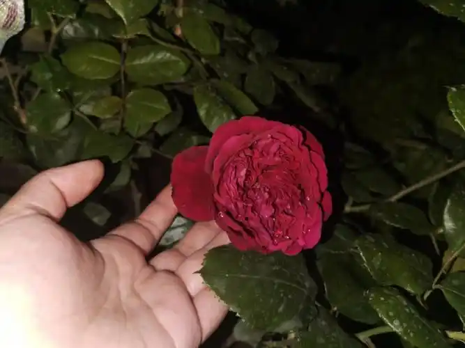 月季皇家胭脂好漂亮