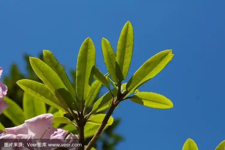蓝天下的杜鹃花叶子