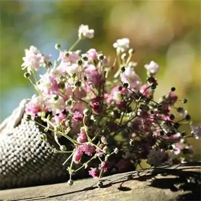 适合做头像的花束唯美头像 2022最招财清新淡雅的微信头像_风景头像