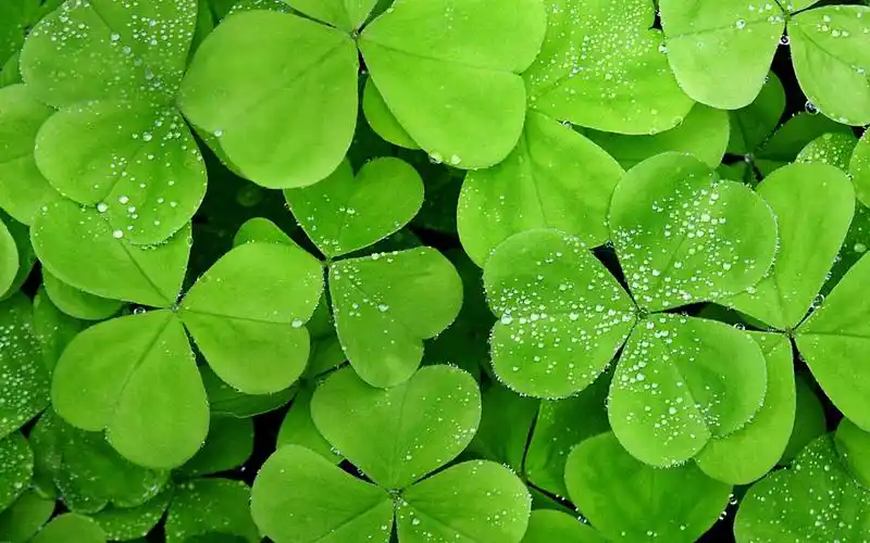 原图你的电脑分辨率(1600x1600)→生成壁纸显示:√欣赏模式全屏模式