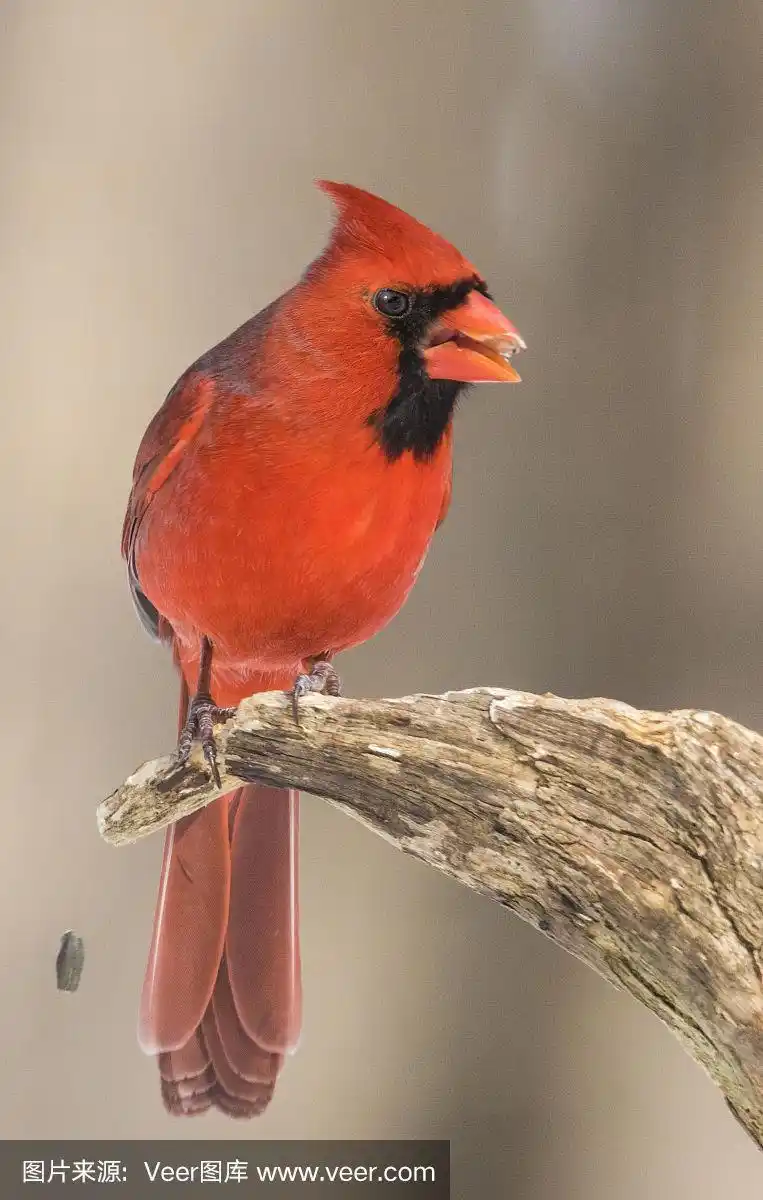 雄性动物,北美红鸟,生物学,可爱的,寒冷