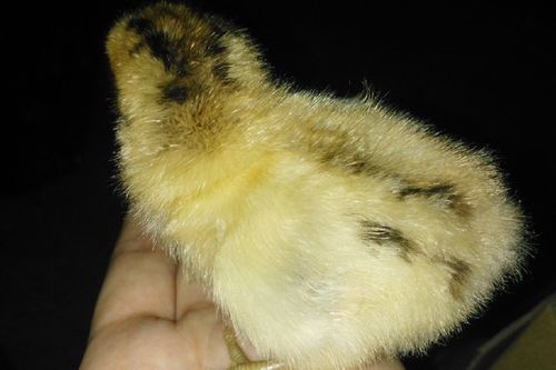 0/只 青脚土鸡苗小鸡苗