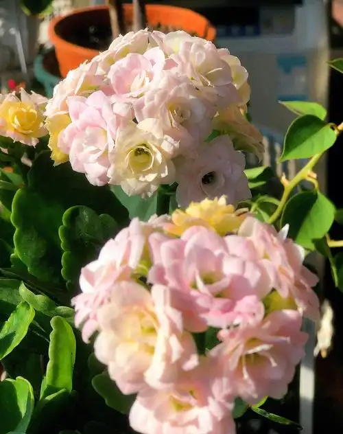 长寿花  奶油 #养花日记  奶油的颜色很特别,刚开时浅黄色,后期背成