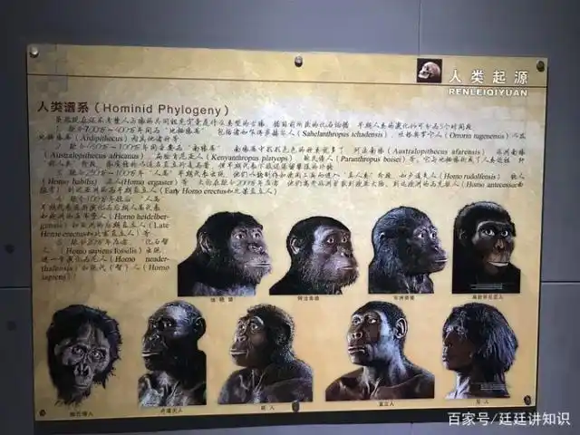 人类的发展,通过古猿人,进化成能人,直立人和智人等几个过程.