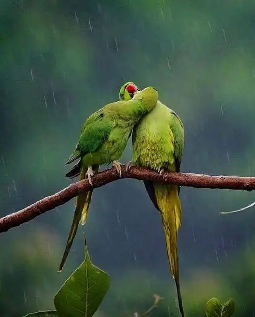 头顶绿色的恩爱鹦鹉