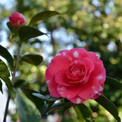 满园斗艳添春色这一季山茶花即将迎来盛花期