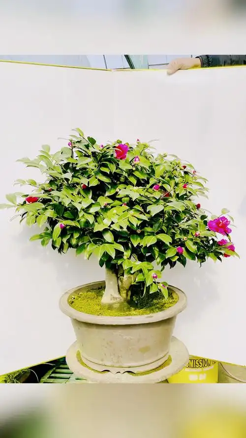 茶梅盆景品种财神