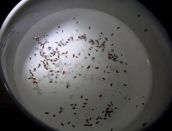 1万只跳蚤爬你身上啥感觉看看这位教授怎么做的