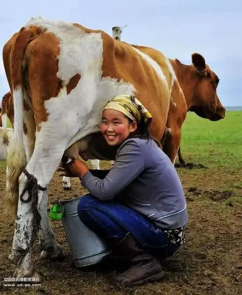 南海风朗诵挤奶的姑娘作者王德忠朗诵孔令军
