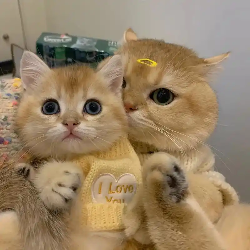 猫的情侣日常,过来,给我贴贴～#猫情侣头像 #猫头像 #喵咪 - 抖音