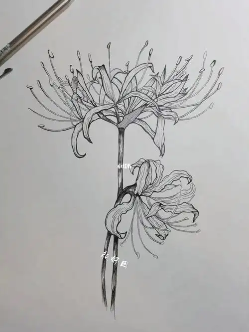 线描花卉彼岸花