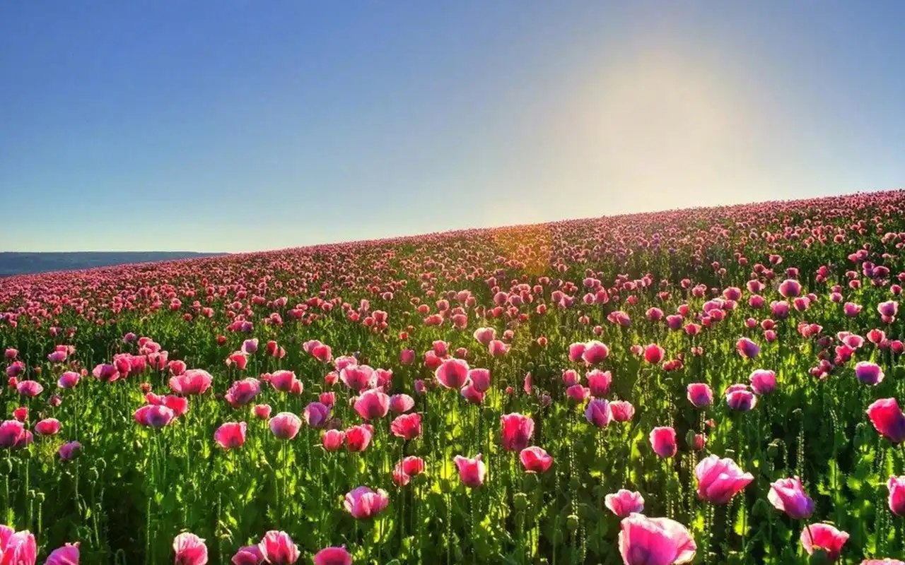 唯美迷人的花海风景图片高清壁纸