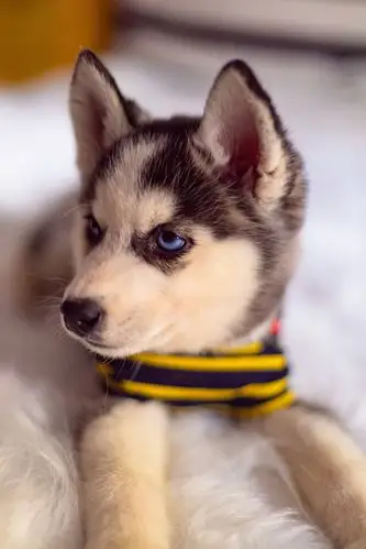 调皮的小哈士奇