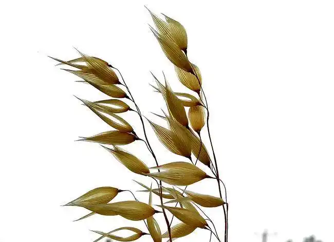 多姿多彩的野燕麦花儿,犹如一幅幅水墨画,在风中摇摆|叶鞘|花序|麦穗